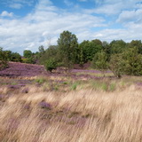 Flowering heathland